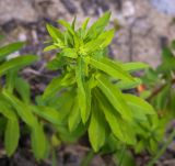 род Euphorbia. Верхушка цветущего растения. Абхазия, Гудаутский р-н, Мюссерский лесной массив, русло р. Риапши. 12.04.2024.