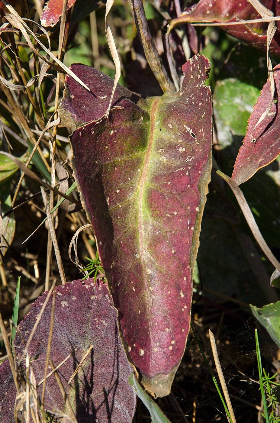 Изображение особи Lepidium latifolium.