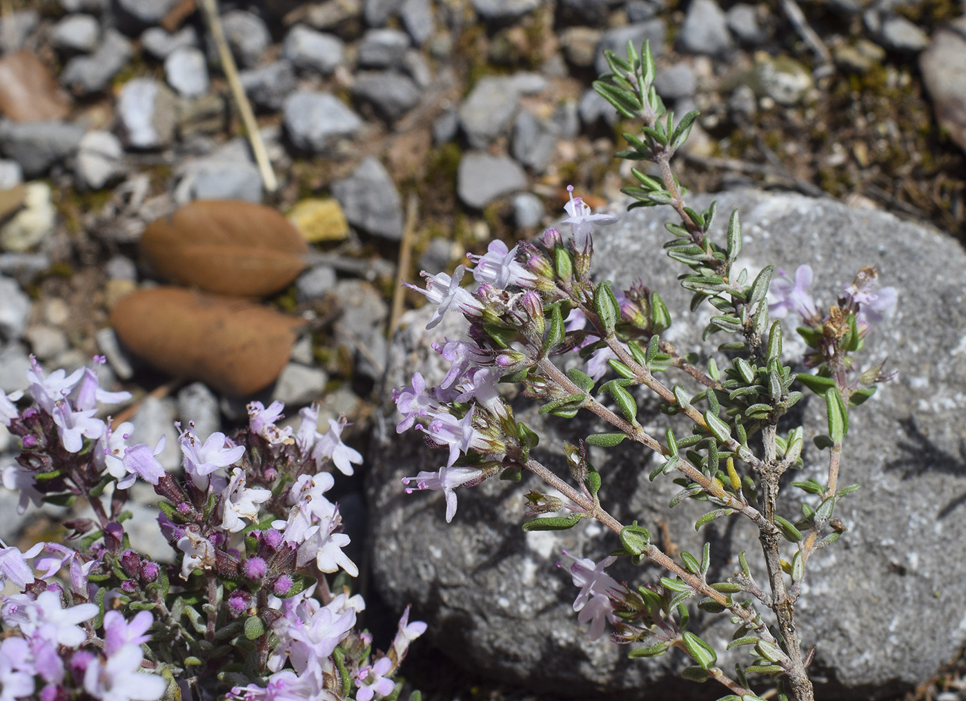 Изображение особи Thymus vulgaris.