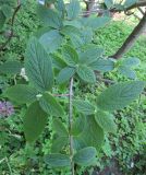 Viburnum × rhytidophylloides. Фрагмент облиственной ветви. Московская обл., Щёлковский р-н, в культуре. 23.05.2024.