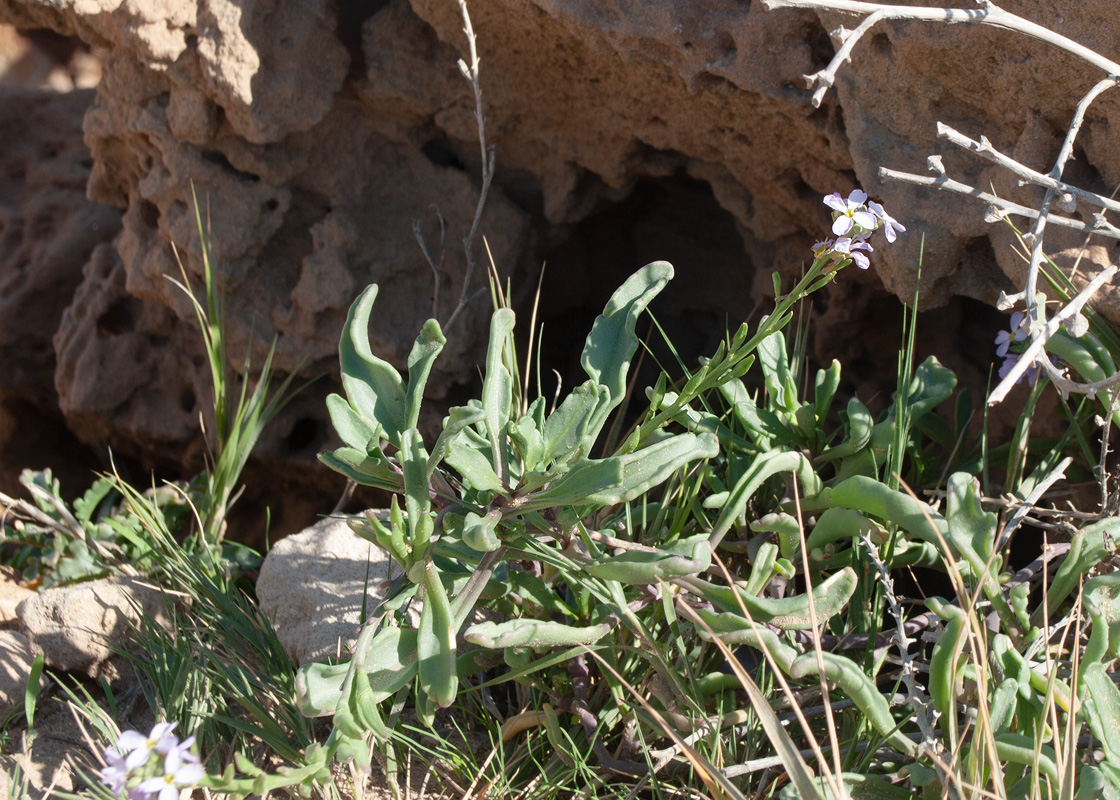 Image of Cakile maritima specimen.