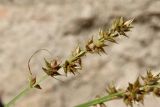 Carex spicata
