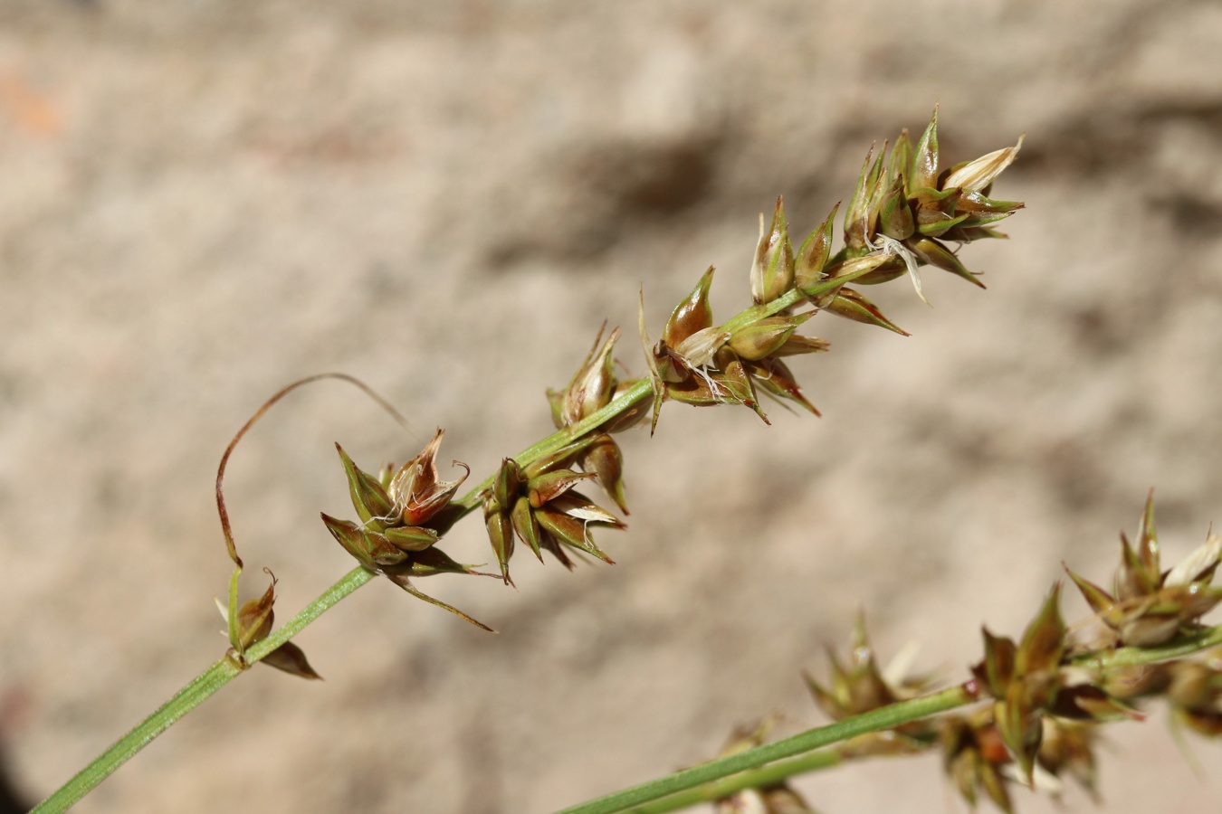 Изображение особи Carex spicata.