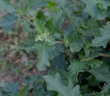 Atriplex tatarica