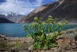 Tetrataenium olgae