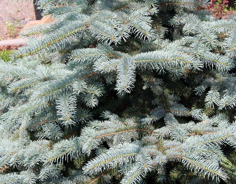 Изображение особи Picea pungens f. glauca.