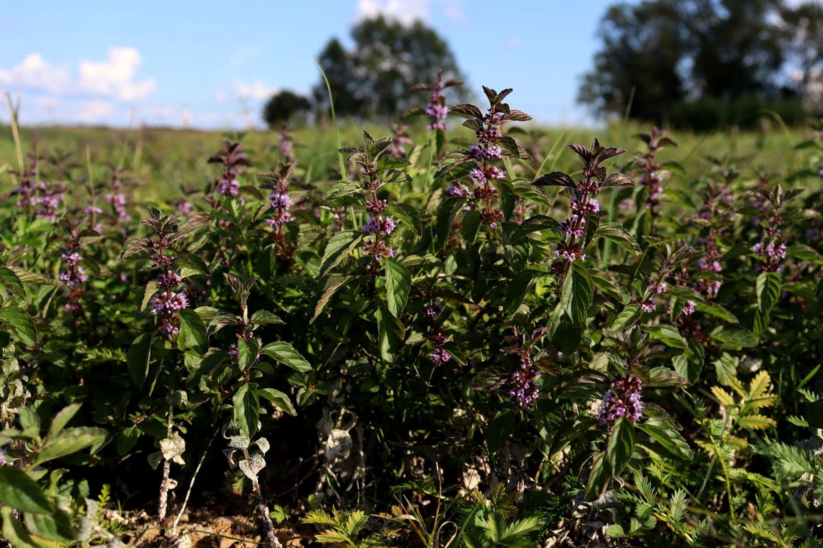 Изображение особи Mentha arvensis.