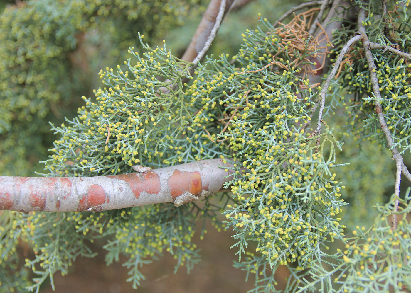 Image of Cupressus arizonica specimen.