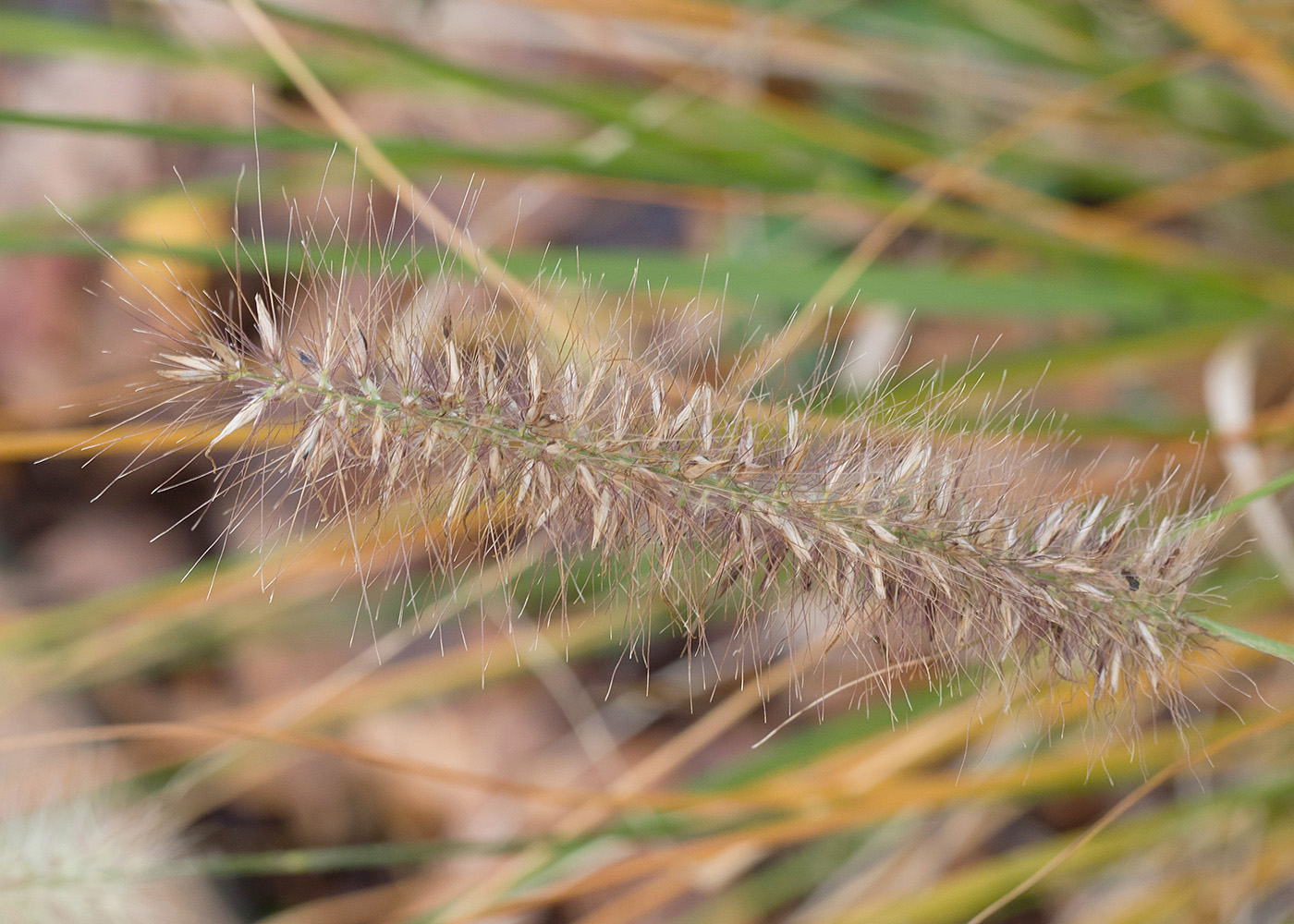 Изображение особи Pennisetum alopecuroides.