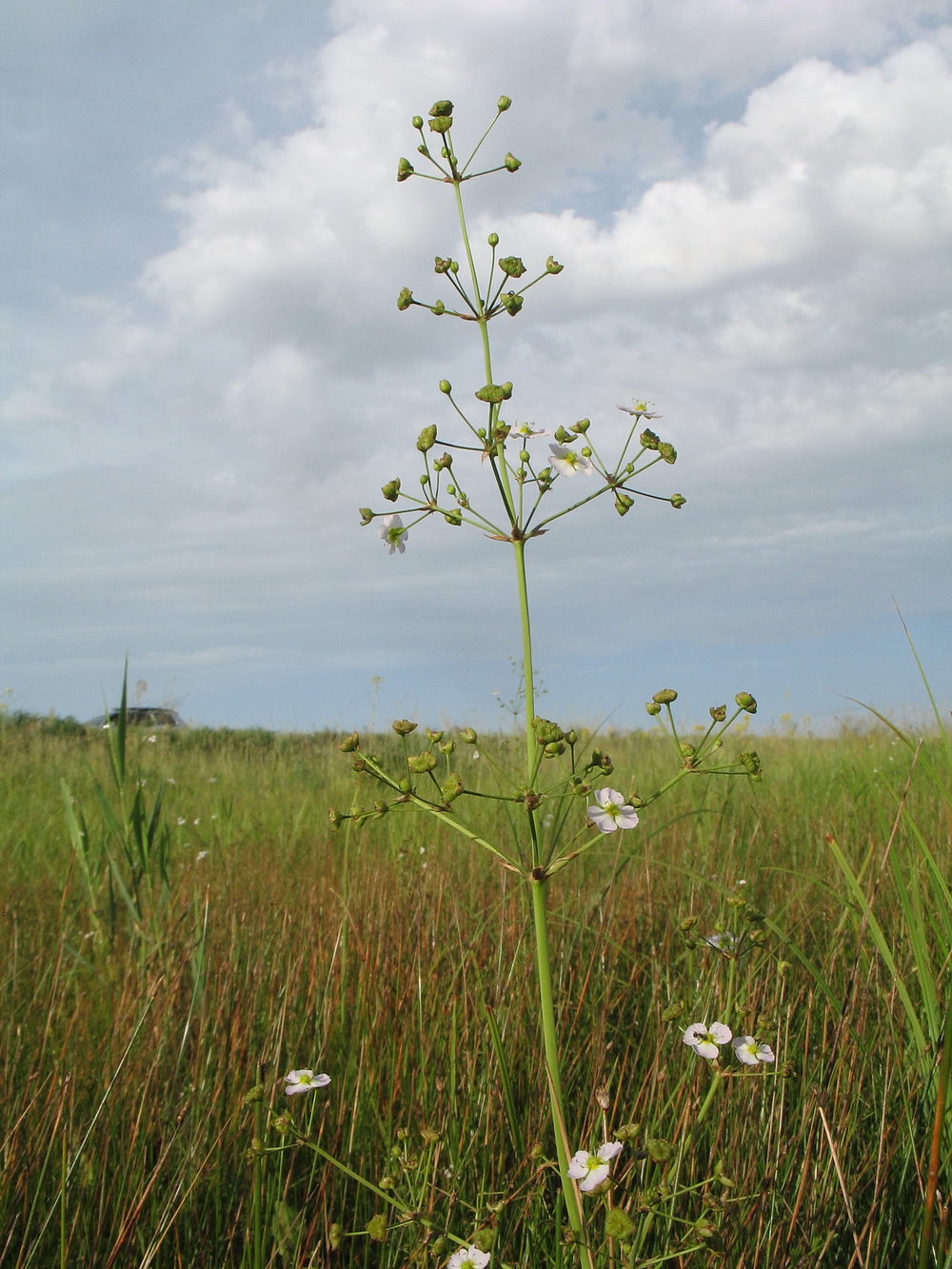 Image of Alisma plantago-aquatica specimen.