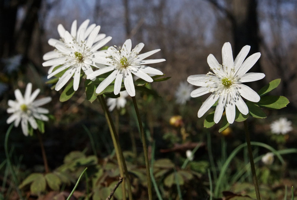Изображение особи Anemone raddeana.