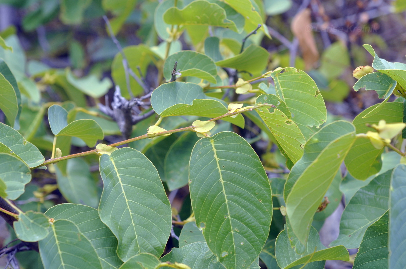 Image of Unknown species specimen.