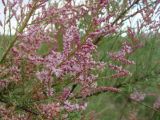 Tamarix hohenackeri