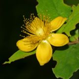 Hypericum androsaemum. Цветок. Республика Абхазия, долина р. Кяласур. 23.08.2009.