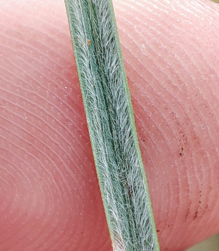 Image of Stipa capillata specimen.