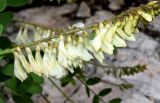 Hedysarum flavescens