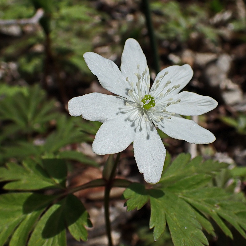 Image of Anemone amurensis specimen.