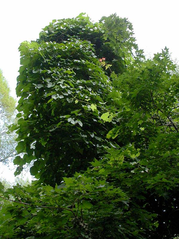 Image of Vitis amurensis specimen.
