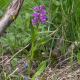 Dactylorhiza euxina