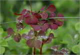 Oxalis stricta
