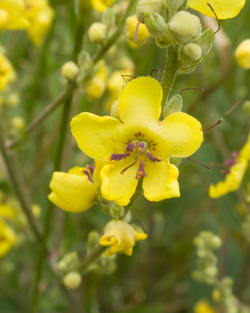 Image of Verbascum marschallianum specimen.