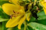 Lysimachia vulgaris