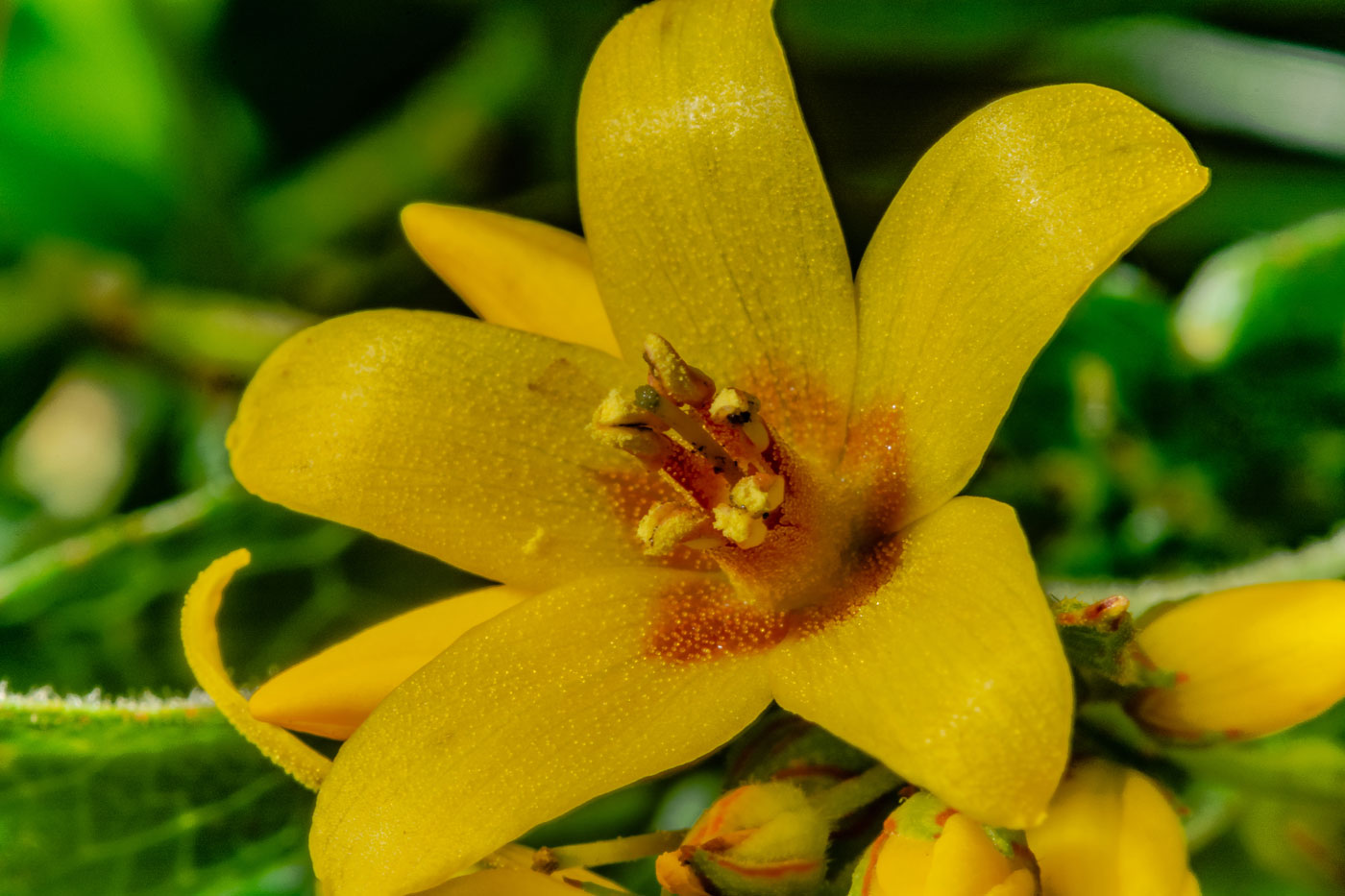 Image of Lysimachia vulgaris specimen.