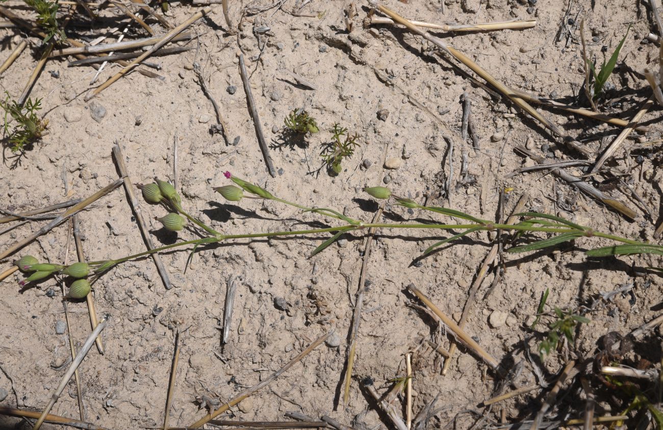 Image of genus Silene specimen.