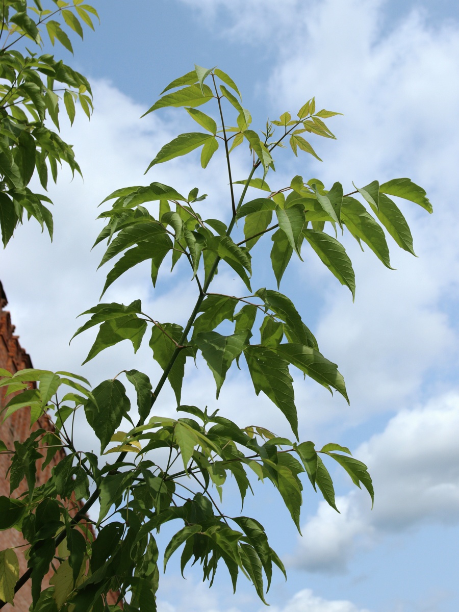 Image of Acer negundo specimen.