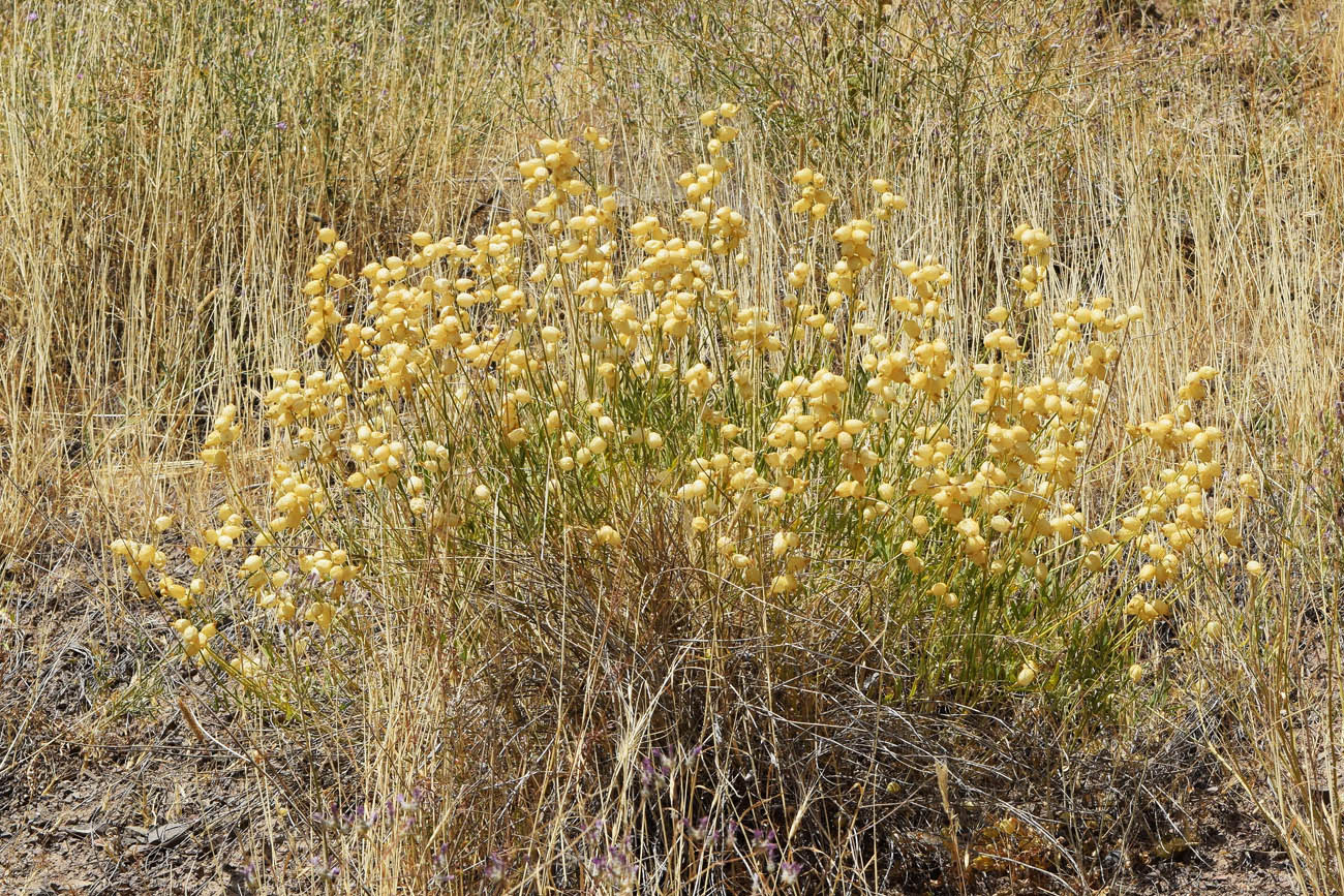 Image of Astragalus krauseanus specimen.