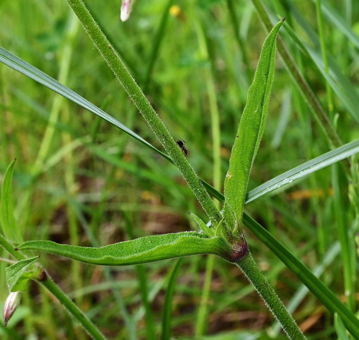Image of genus Silene specimen.