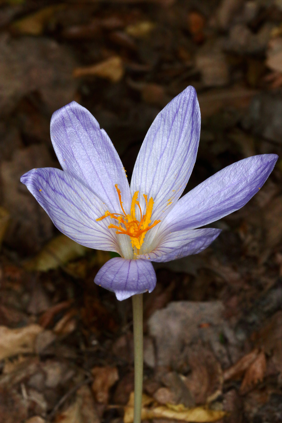 Изображение особи Crocus speciosus.