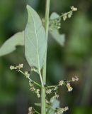 Lipandra polysperma. Фрагмент побега с соцветиями и листом. Тульская обл., Заокский р-н, Бутиково, дачный участок. 29.10.2025.