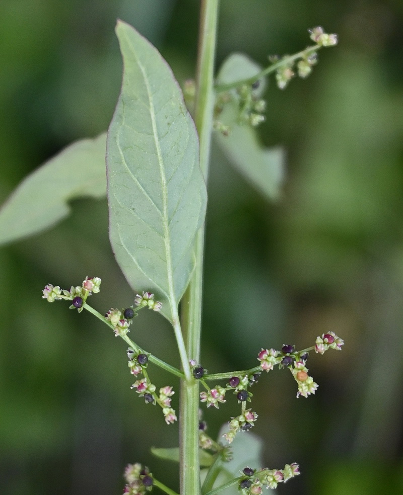 Изображение особи Lipandra polysperma.