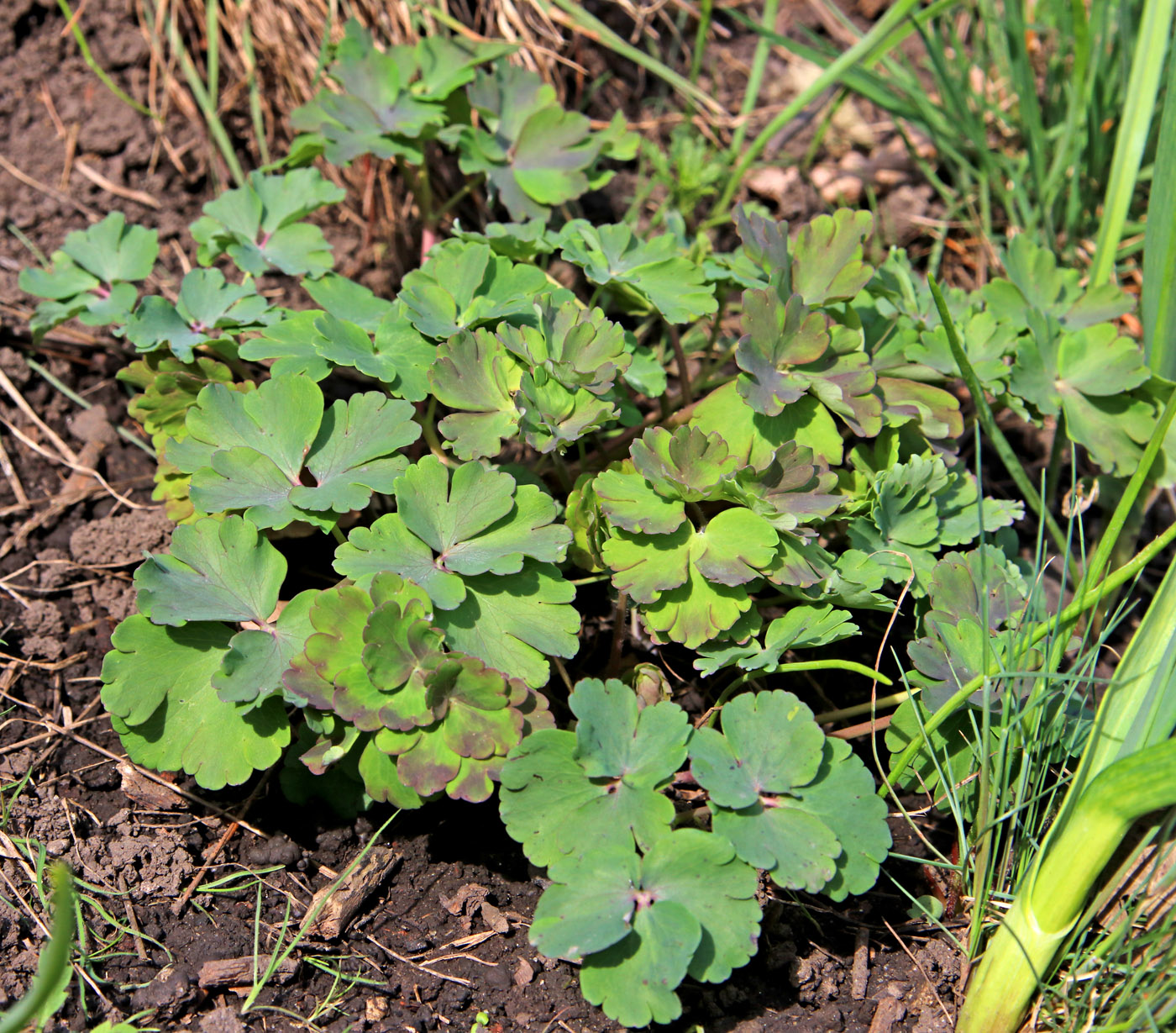 Image of Aquilegia sibirica specimen.