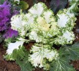 Brassica variety viridis