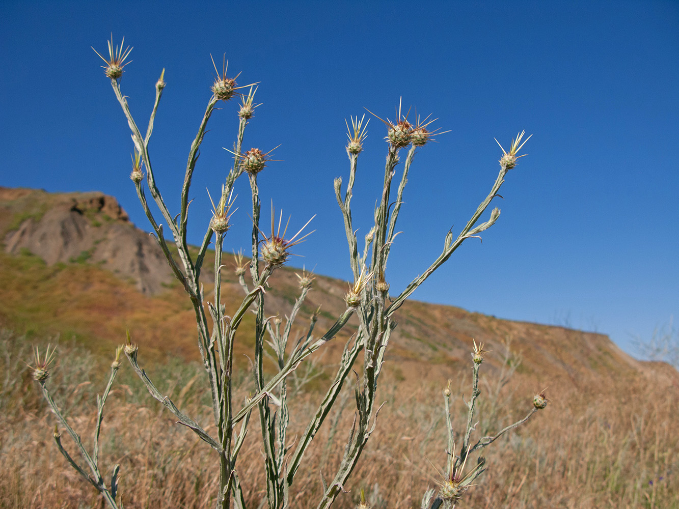 Image of Centaurea solstitialis specimen.