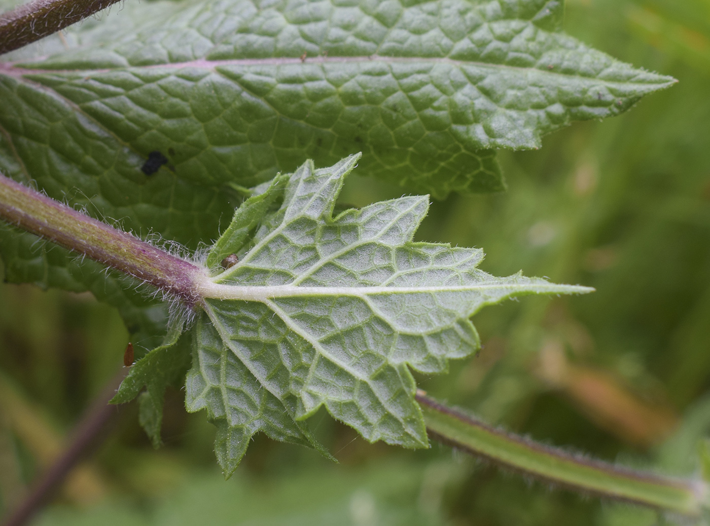Изображение особи Salvia verbenaca.