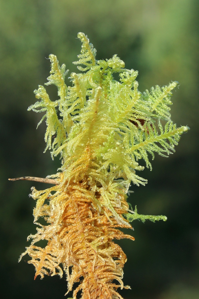 Image of Ptilium crista-castrensis specimen.