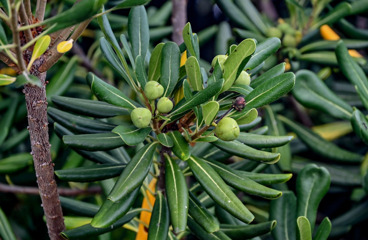Image of Pittosporum tobira specimen.