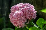 Hydrangea macrophylla. Соцветие. Португалия, округ Лиссабон, г. Синтра, в культуре. 05.08.2025.