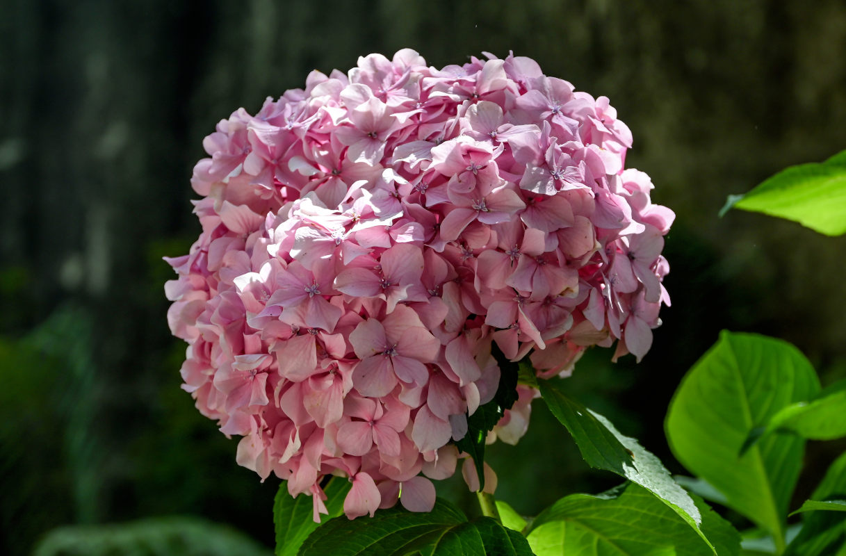 Изображение особи Hydrangea macrophylla.