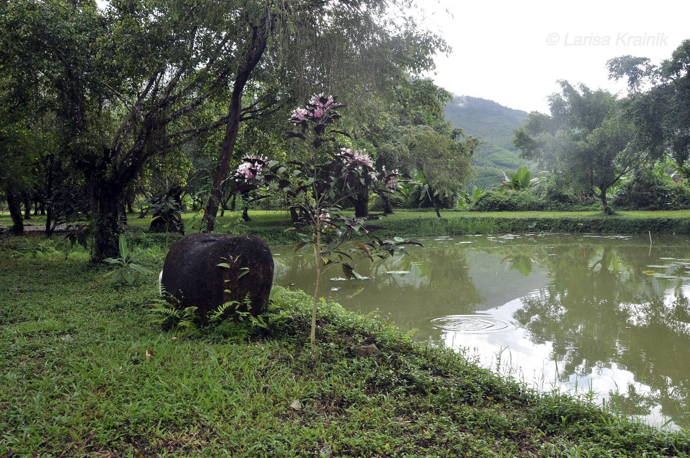 Изображение особи род Clerodendrum.