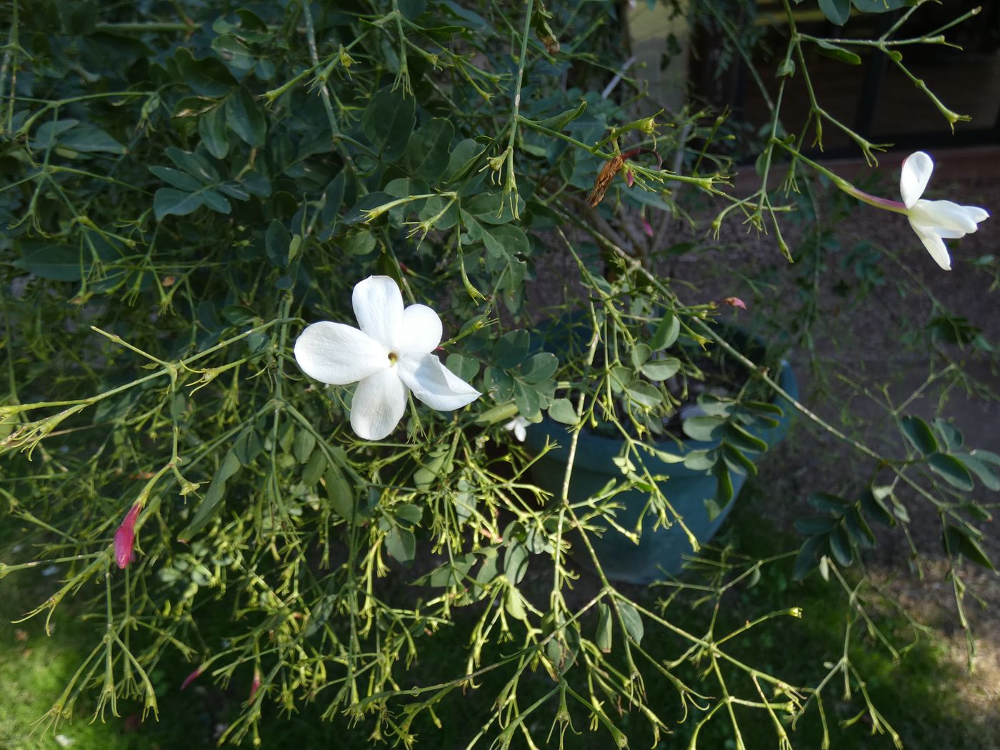 Изображение особи Jasminum polyanthum.