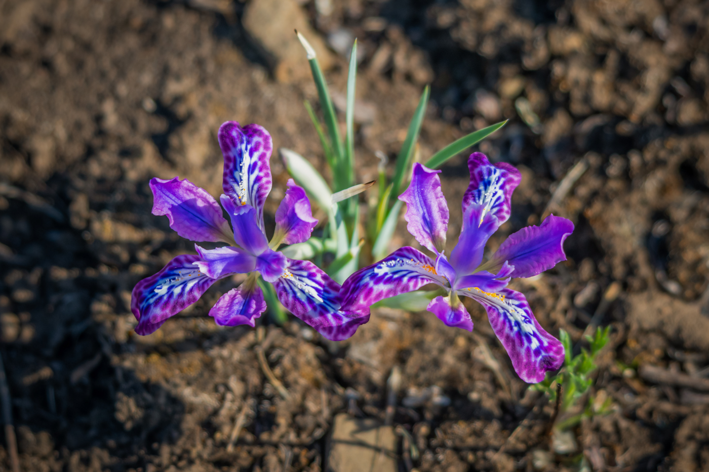 Image of genus Iris specimen.