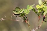 Rosa spinosissima. Верхушка веточки. Ставропольский край, г. Пятигорск, вершина горы Машук, подверженный рекреационной нагрузке разнотравный луг. 25.09.2025.