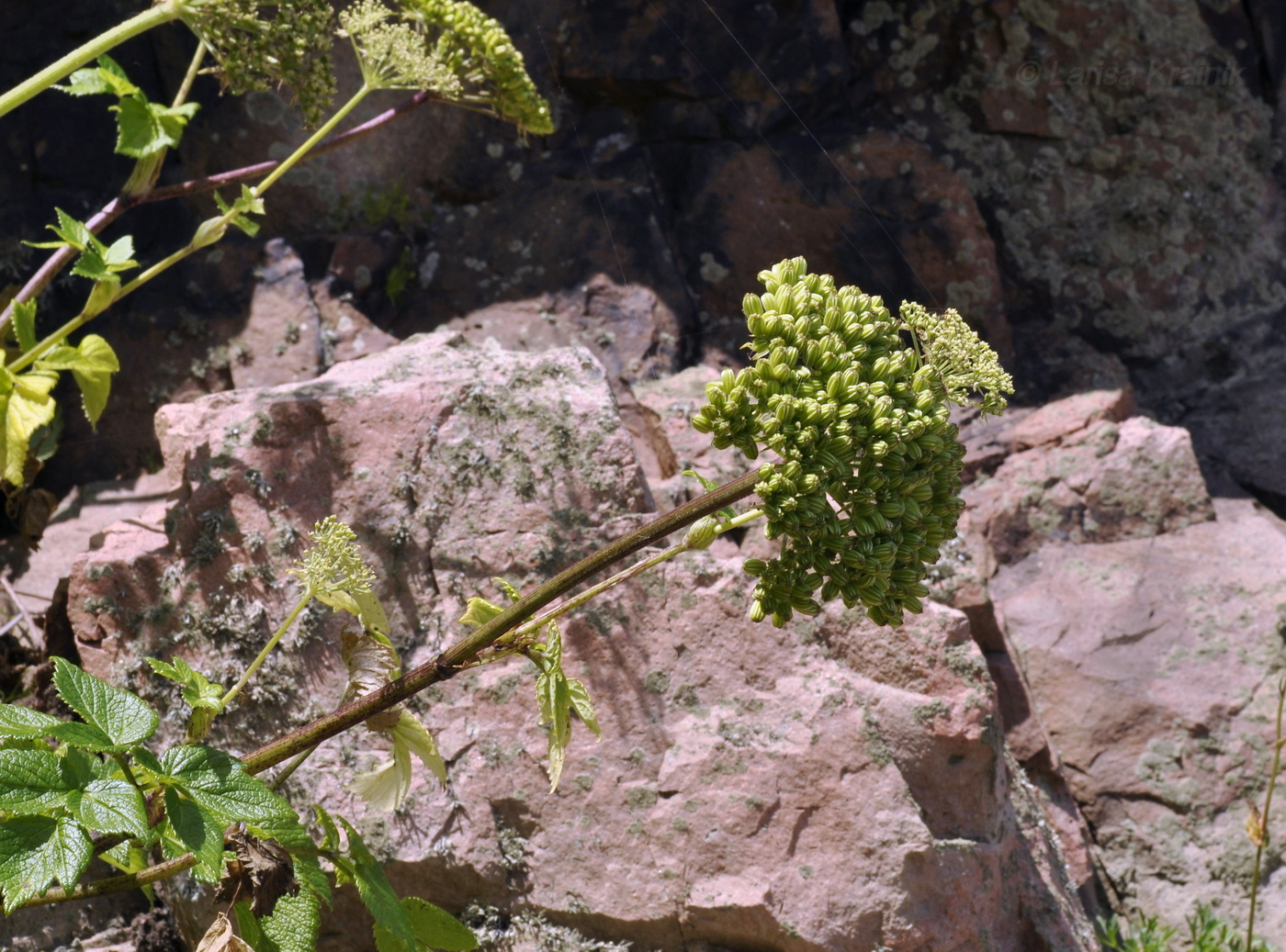 Изображение особи Coelopleurum gmelinii.