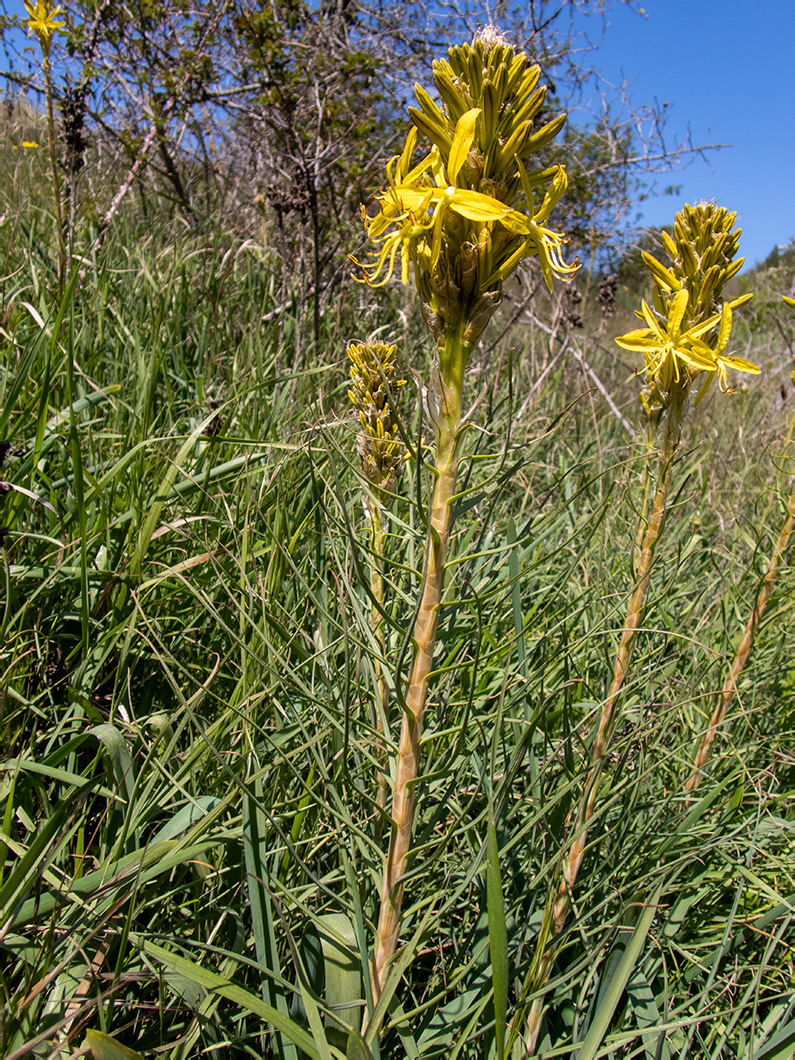 Image of Asphodeline lutea specimen.