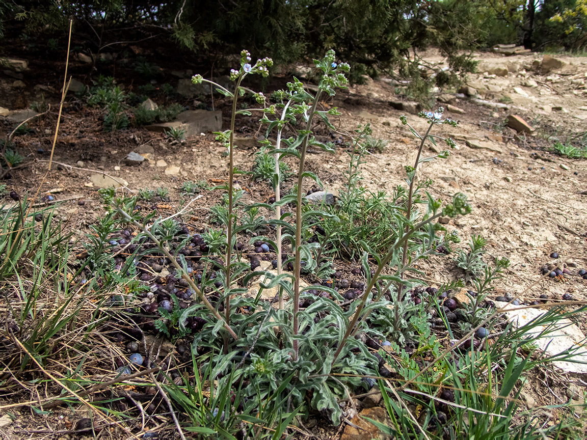 Изображение особи Lappula barbata.