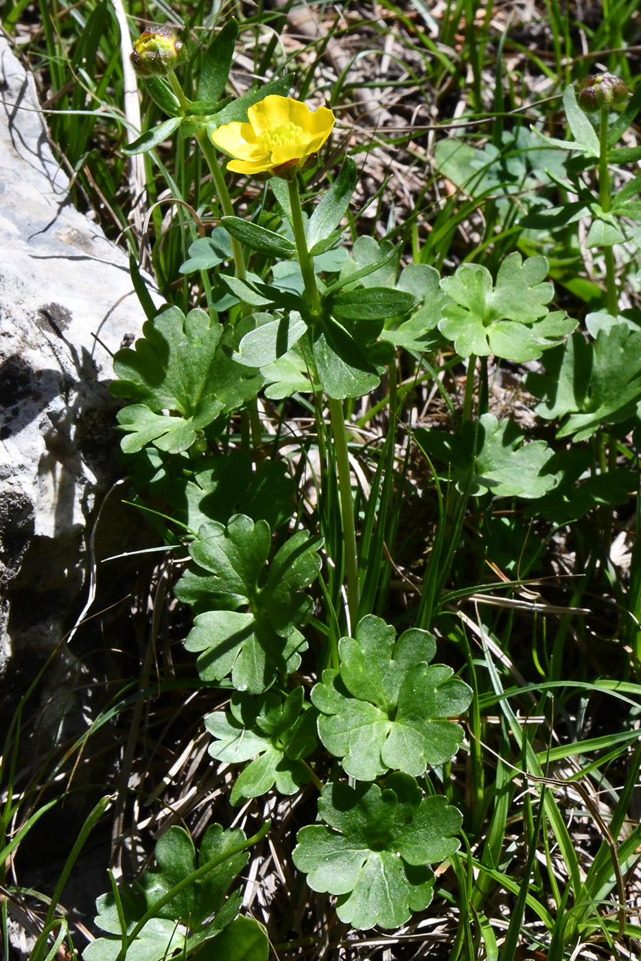 Изображение особи род Ranunculus.